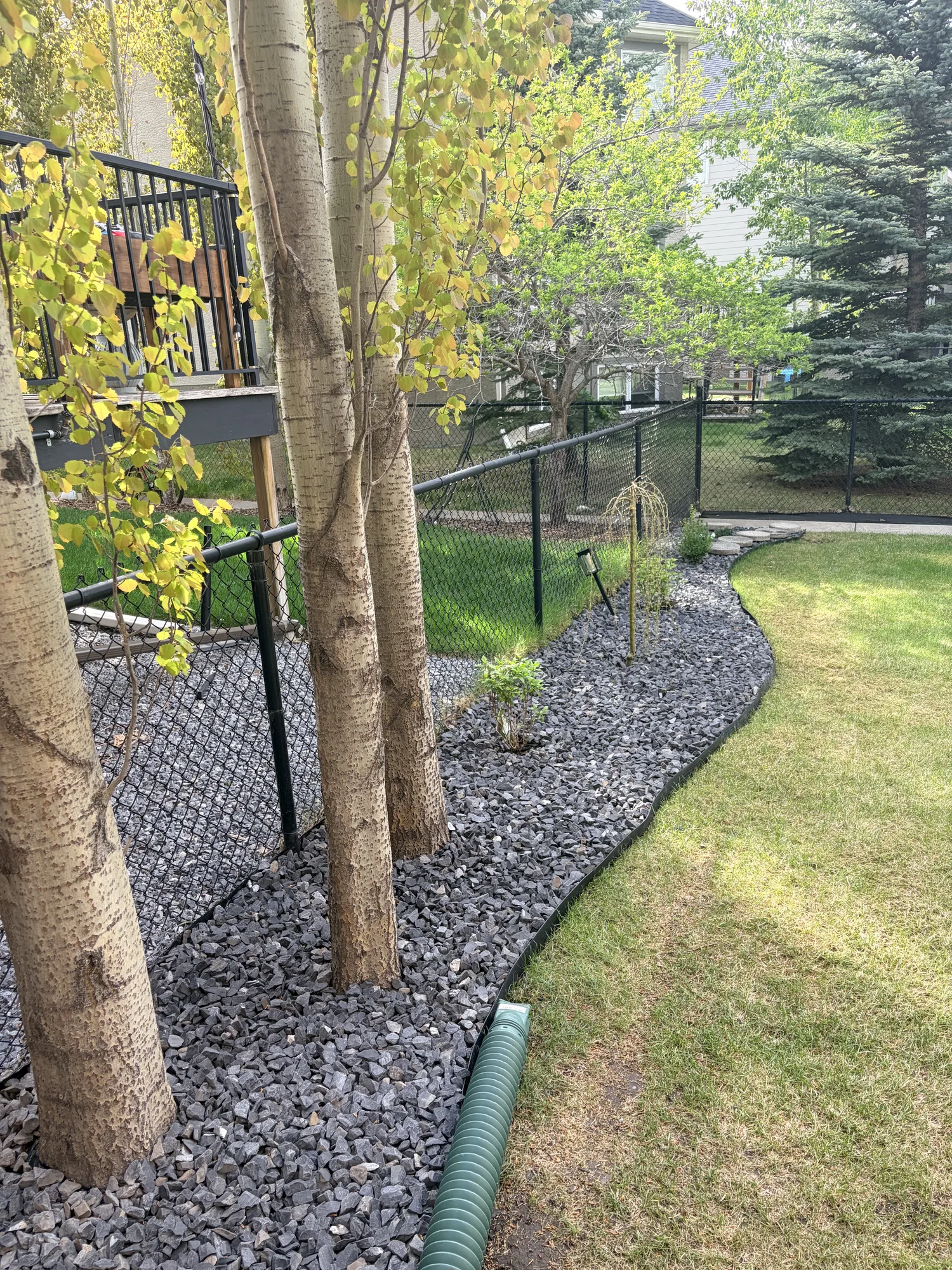 Backyard decorative Rundle Rock landscaping bed with birch trees and a lawn edge at a Calgary home