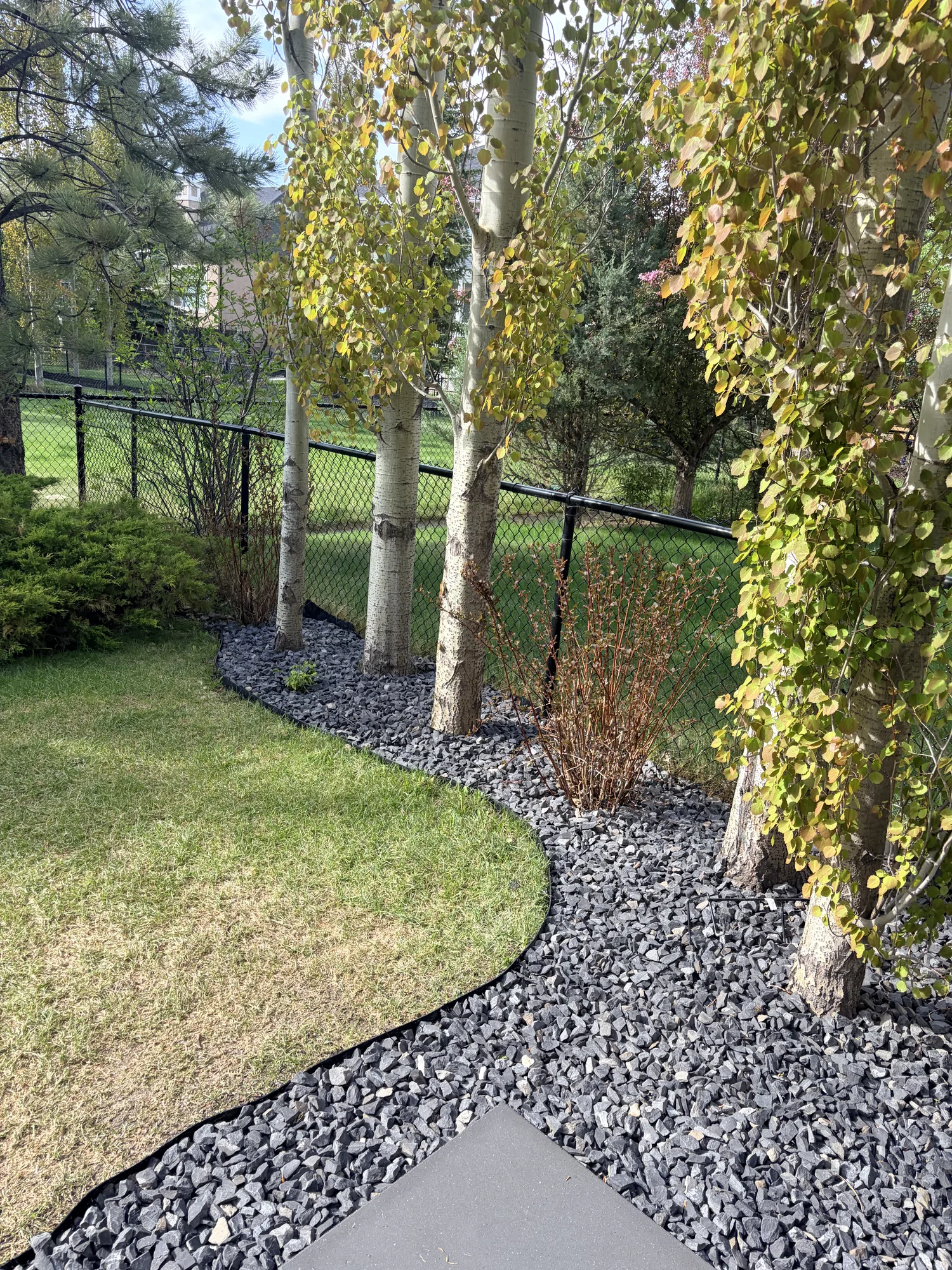 Rundle Rock bed with birch trees and a clean lawn edge along a Calgary backyard fence