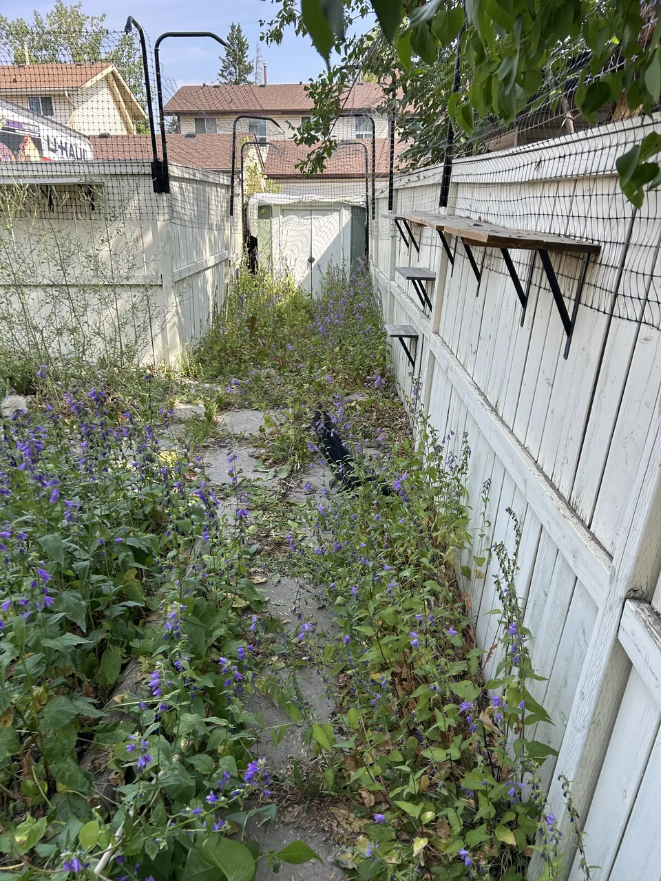 Overgrown Calgary backyard access before property sale cleanup