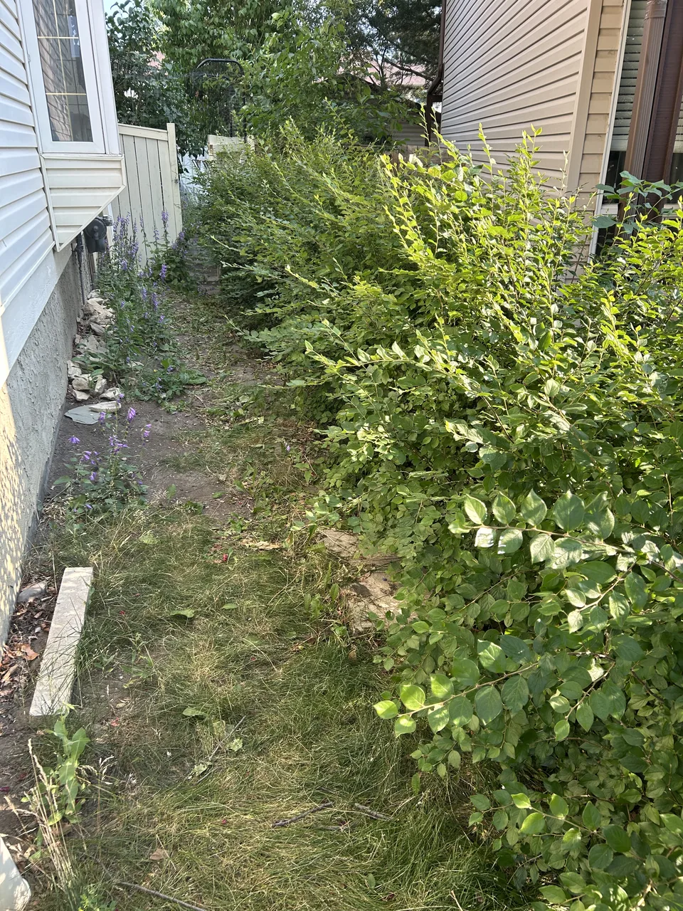 Overgrown Calgary side walkway before property sale preparation